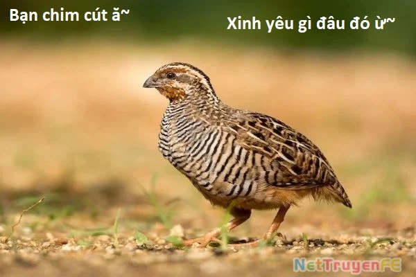 Ngay Cả Khi Hậu Tận Thế, Thật Hạnh Phúc Vẫn Còn Được Sống... Chapter 40.1 - 13