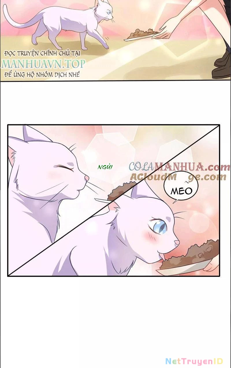Bạn Cùng Bàn Của Tôi Nổi Tiếng Là Mèo Chapter 1 - 33