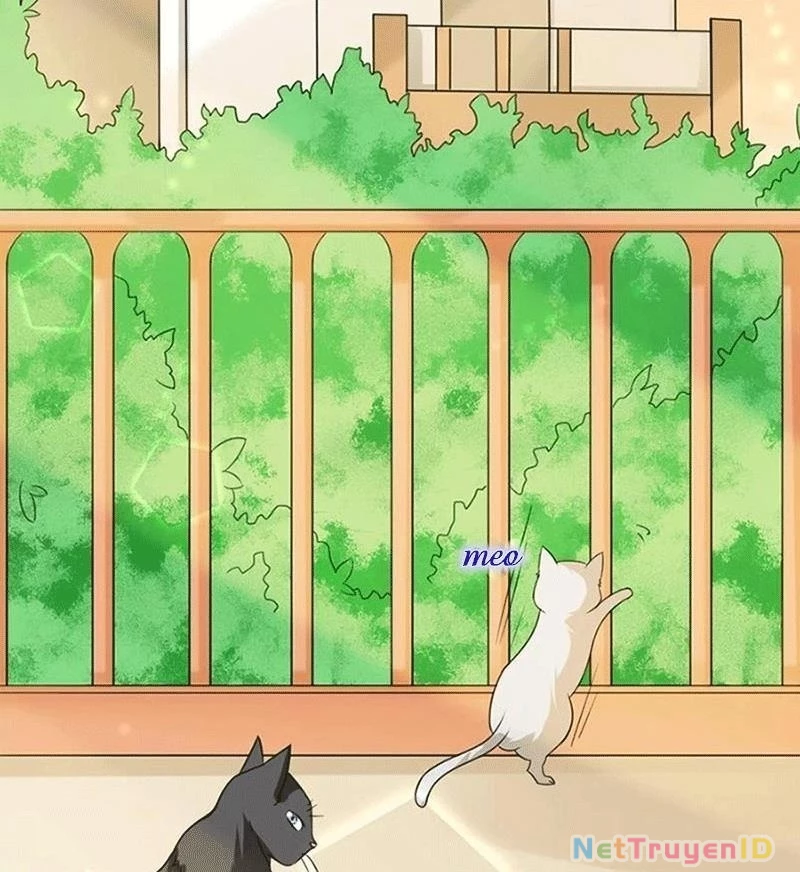 Bạn Cùng Bàn Của Tôi Nổi Tiếng Là Mèo Chapter 1 - 55