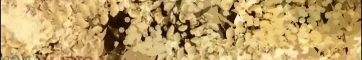 Dị Thú Mê Thành Chapter 59 - 46
