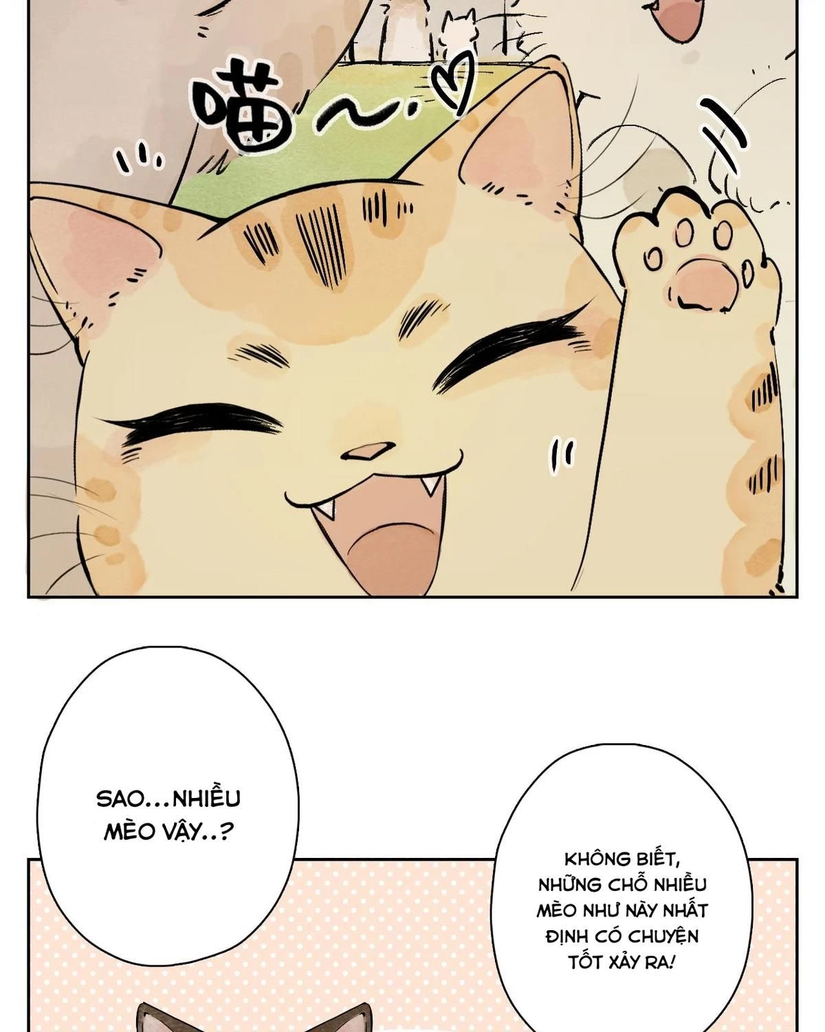 Khi mèo thống trị thế giới Chapter 25 - 25